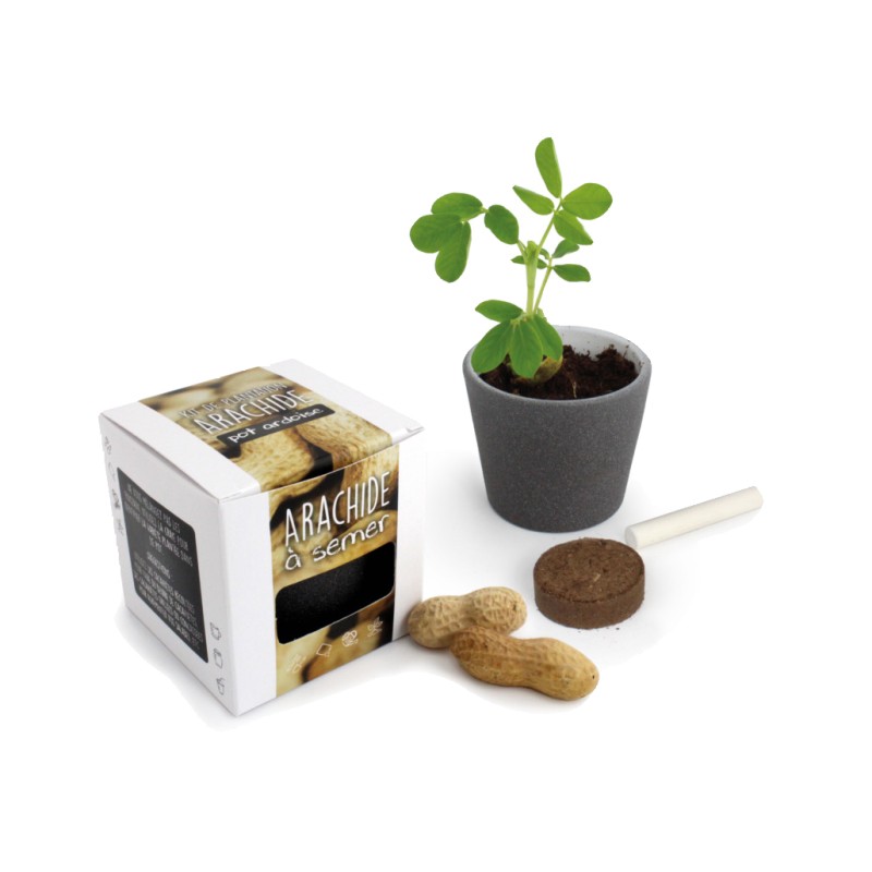 Kit pot ardoise graines d'arachide