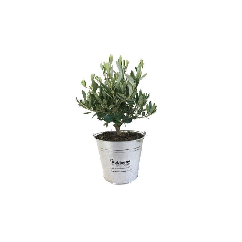 Olivier en pot zinc 17cm