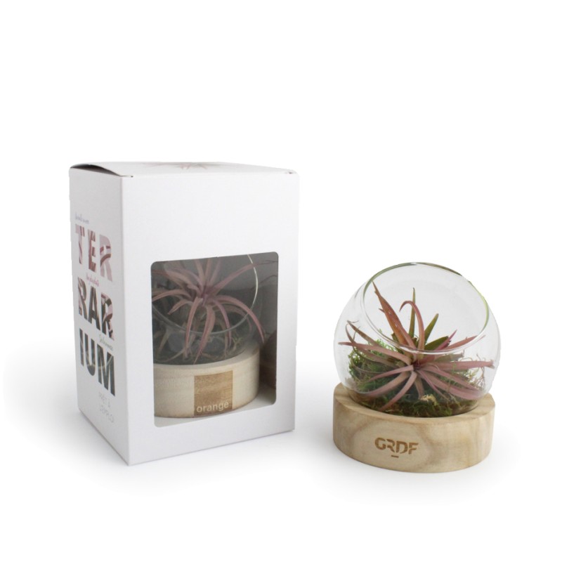 Tillandsia en terrarium socle bois